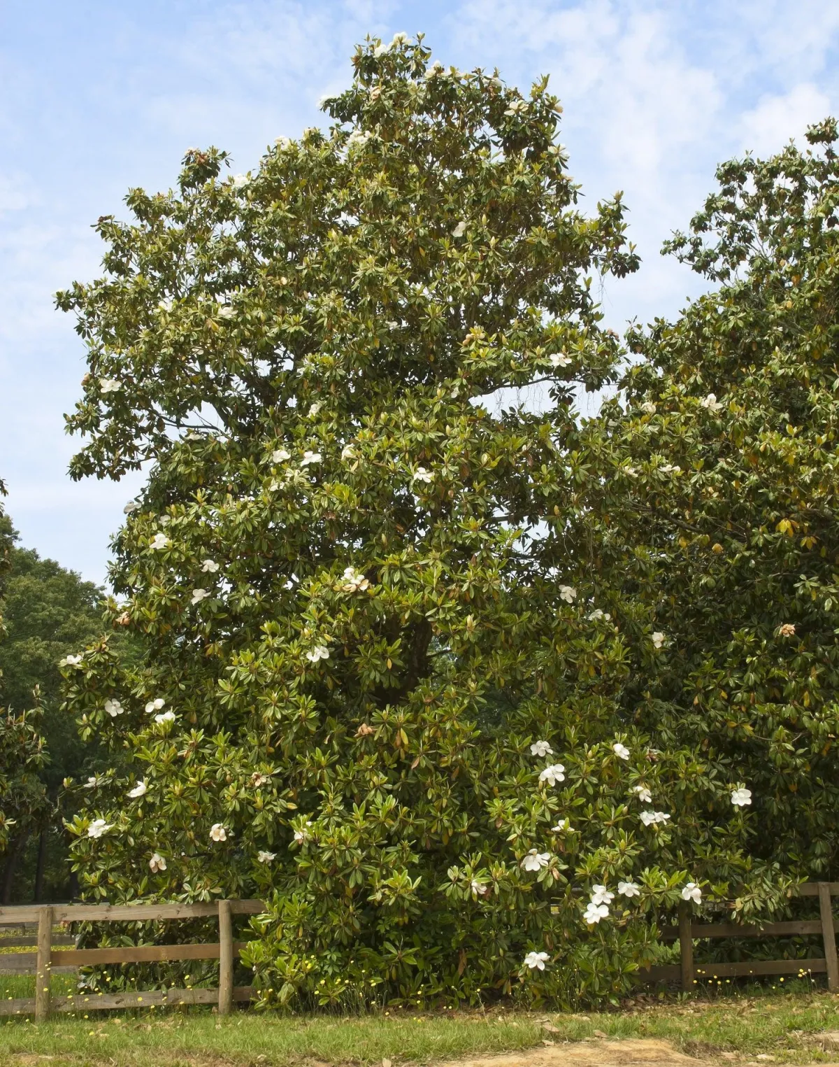 Sothern Magnolia