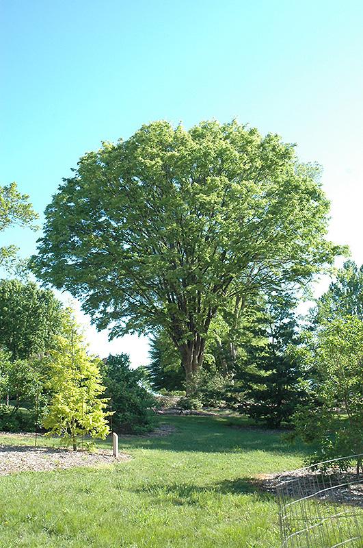 Zelkova