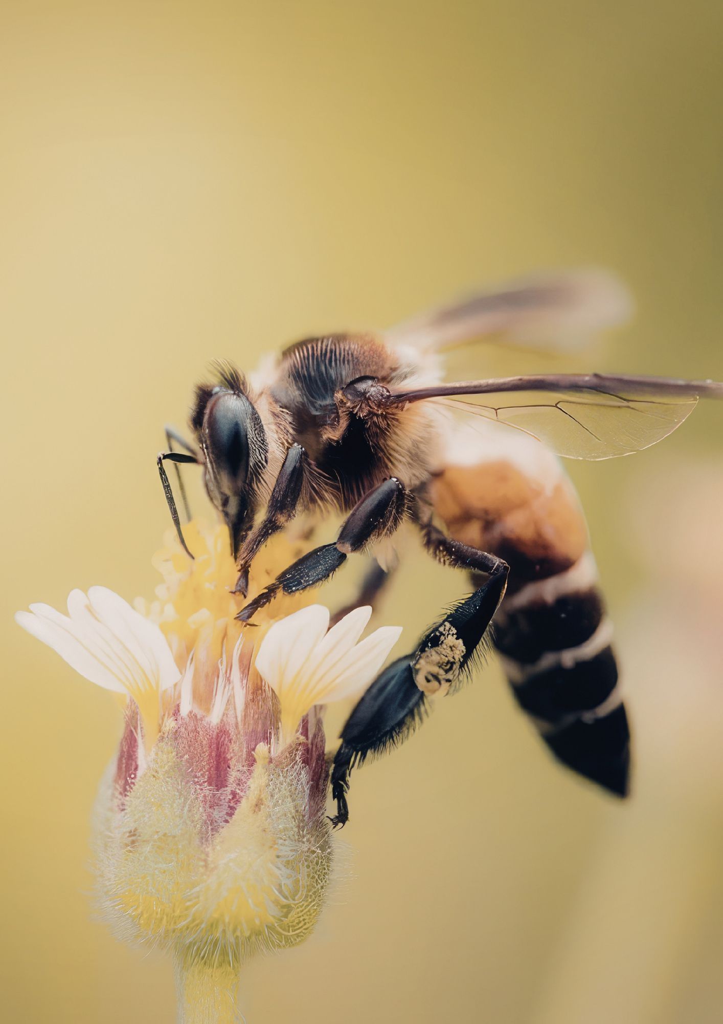 A bee on flower repesenting homeopathic treatment for pollen hayfever