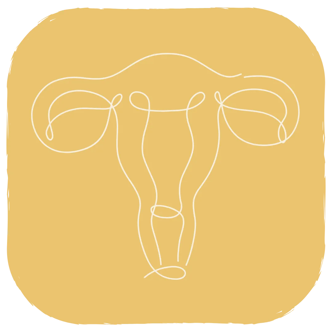 Line drawing of the female reproductive system symbolising hormonal health and fertility