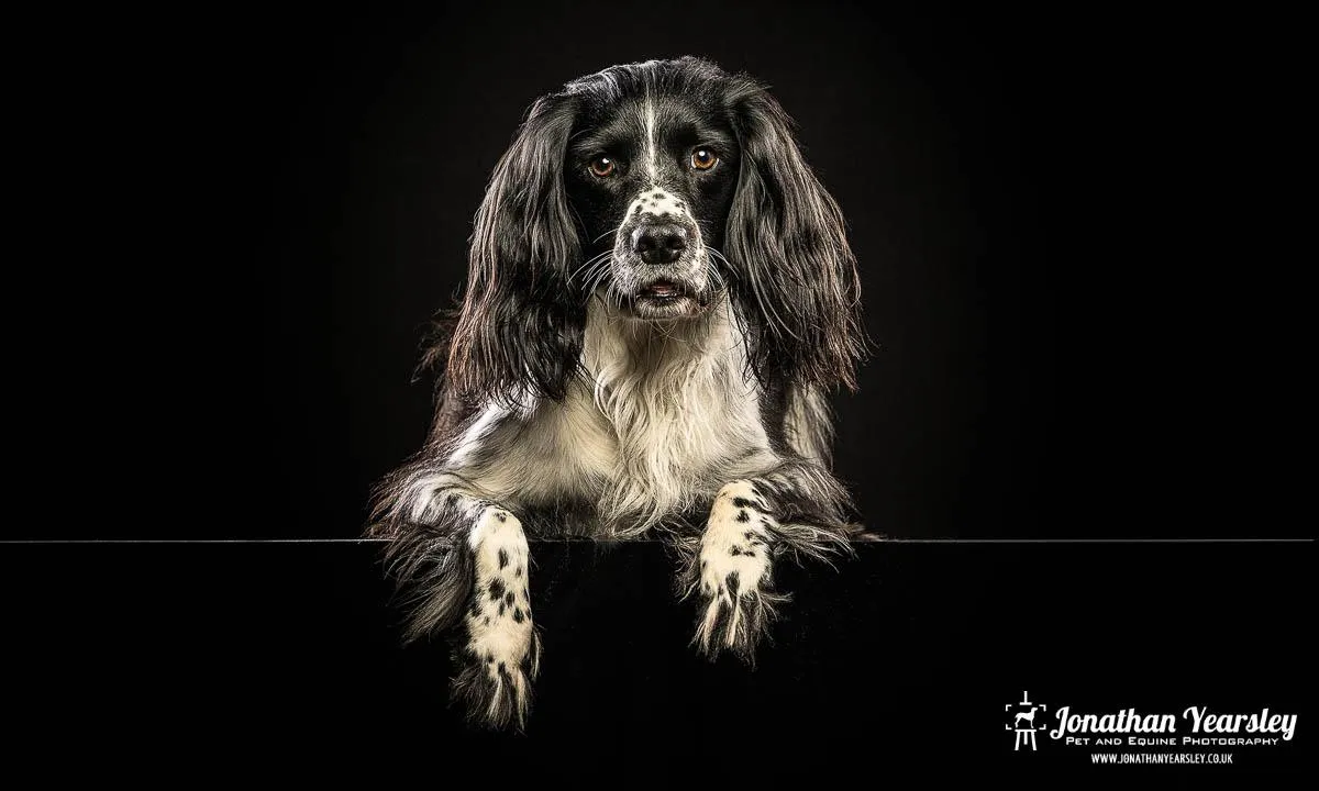 man in black leather jacket riding brown horse during daytime