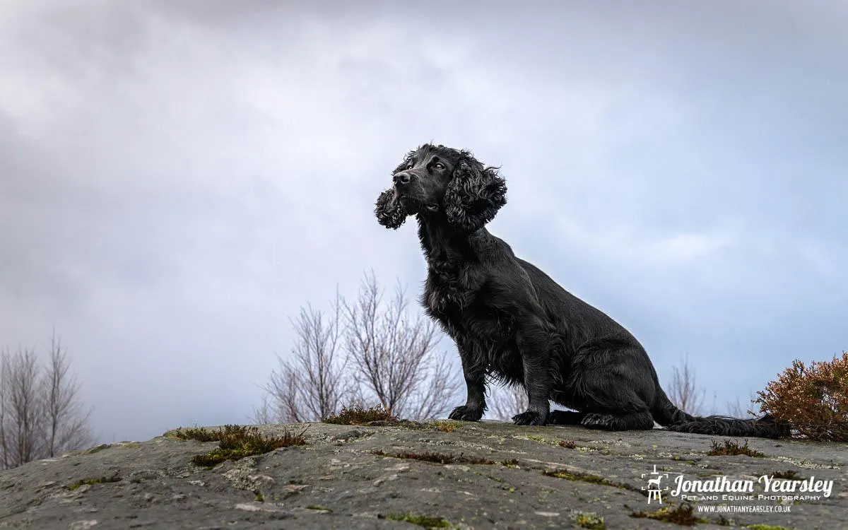 a brown horse standing on top of a lush green field