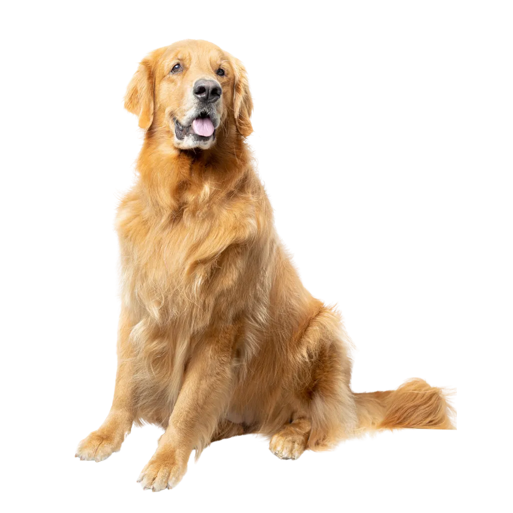 Is Your Dog Trying to Tell You Something? 