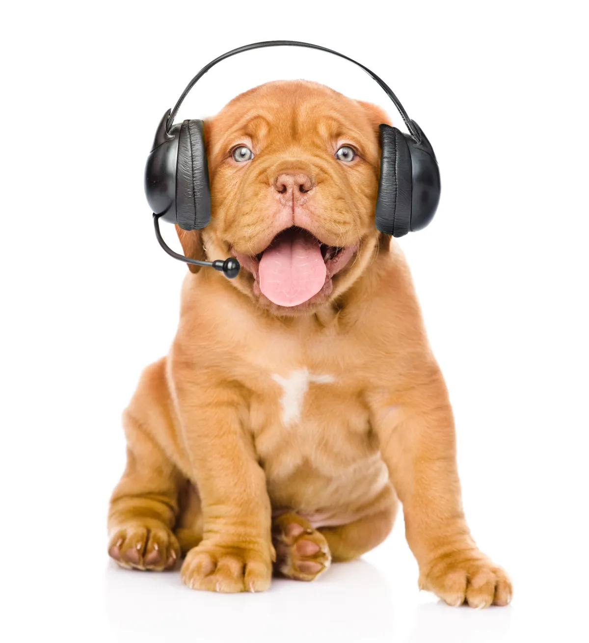 Puppy with a headset