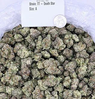 FS – Gelato Runtz