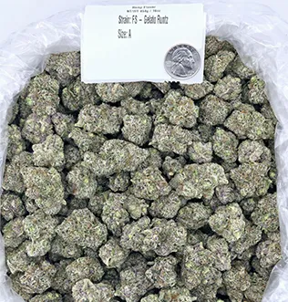 FS – Gelato Runtz