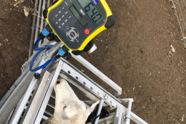 Sheep in weigh crate