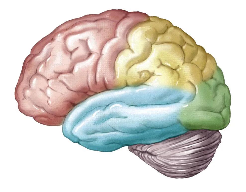 brain