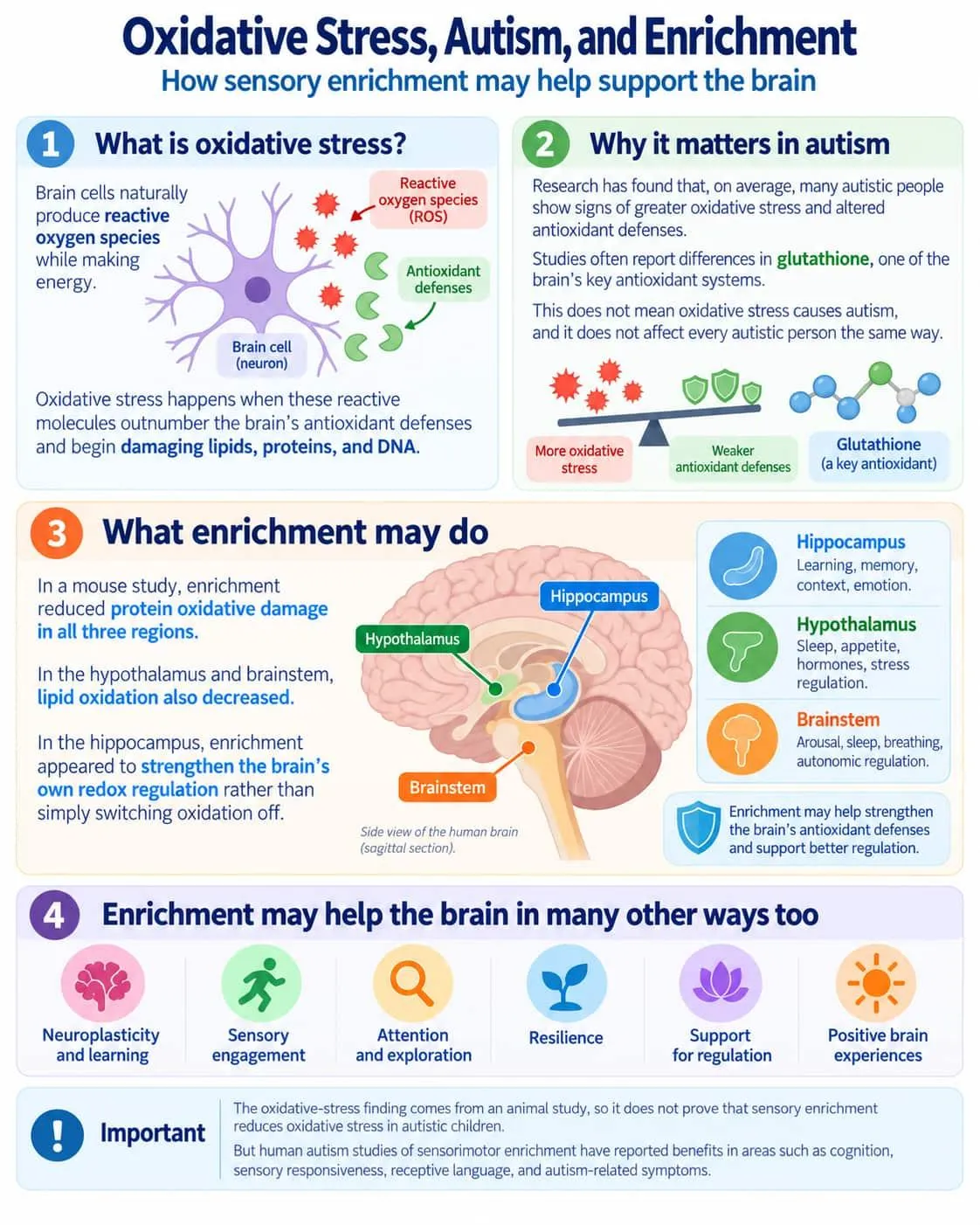 New research suggests enrichment strengthens the brain’s biological defenses against oxidative stress.