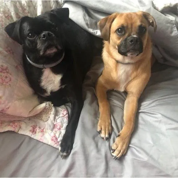 Customer’s dogs relaxing after roof replacement in Mentor, Ohio – Rockstar Roofing trusted by EMS professional Elena Caruso for storm damage repair