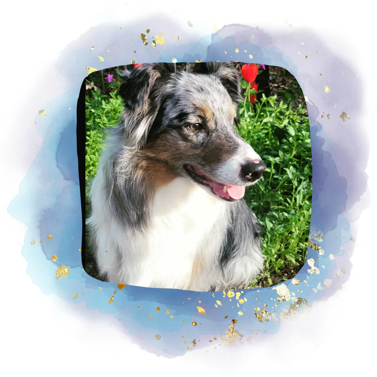 Australian shepherd sits on a long in a heavily wooded forest