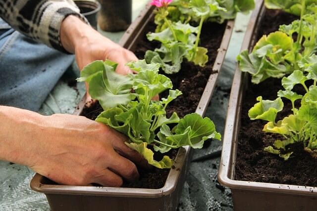 box container for gardening