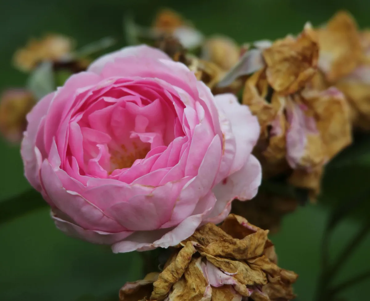 Blossomed peony surrounded by wilted peonies
