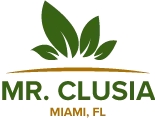 Mr. Clusia