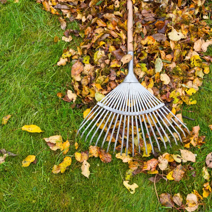 A landscaper clearing leaves and branches from a lawn, leaving it clean and tidy in Austin.