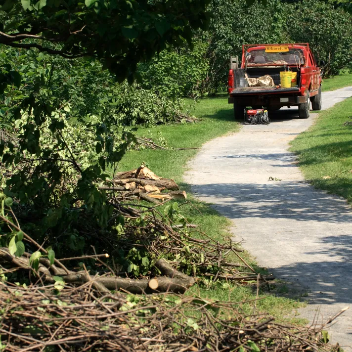 A professional arborist carefully trimming low-hanging branches from a tree to improve safety and access in Austin.