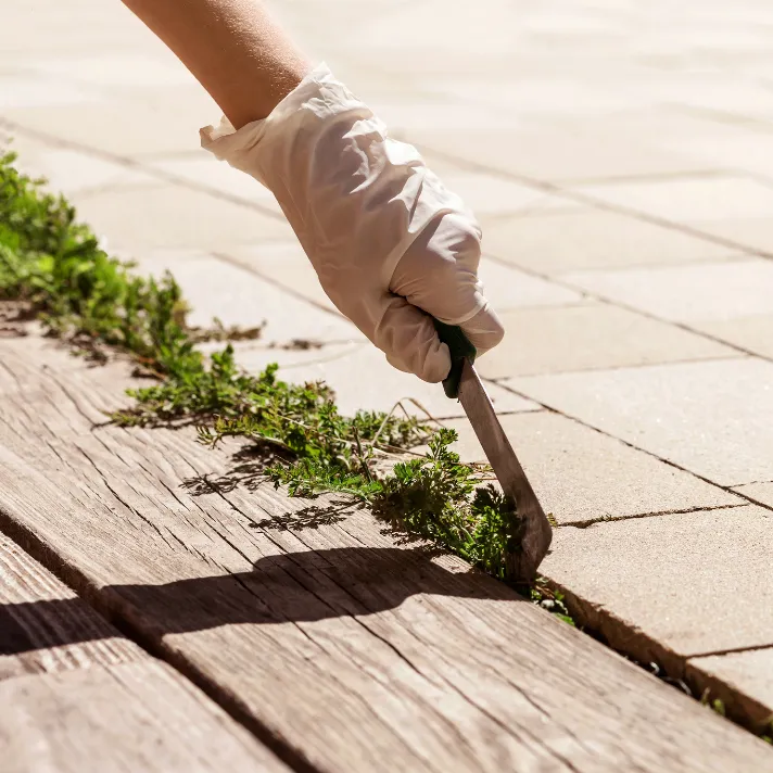 A healthy, weed-free lawn in Austin, showcasing the effectiveness of professional weed control services.