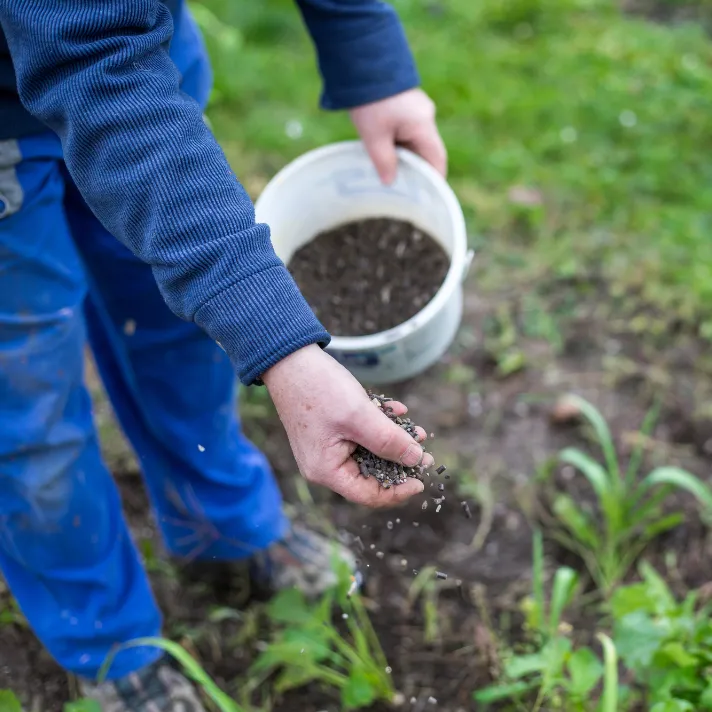 A landscaper applying fertilizer to a lawn in Austin, promoting healthy growth and vibrant green color.