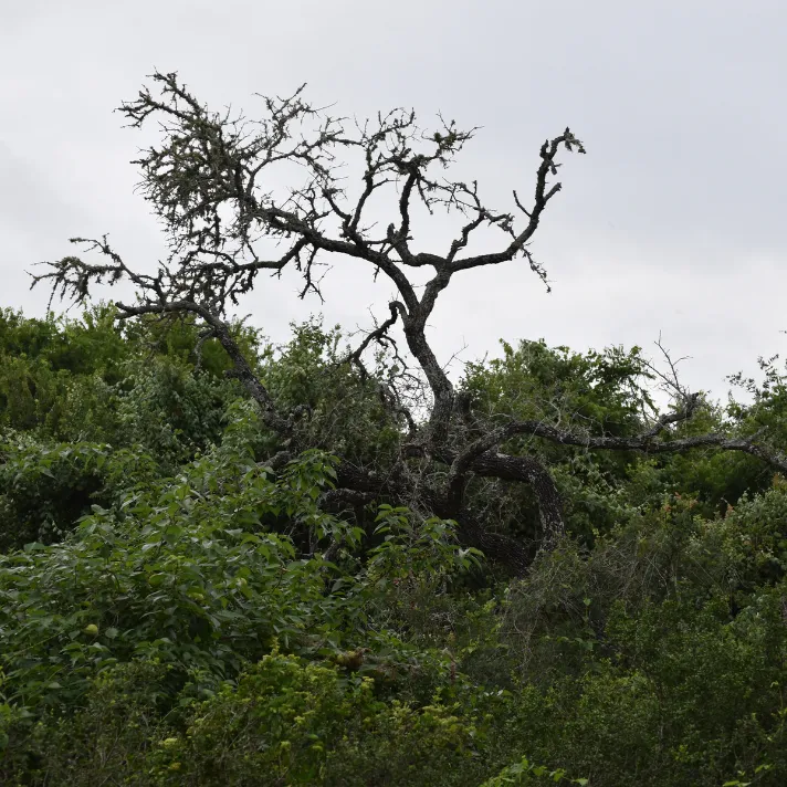 A close-up image of an oak tree being treated for oak wilt prevention in Austin, Texas.