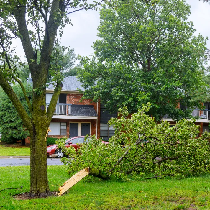 A professional crew safely removing a low-hanging limb from a tree in Austin, improving safety and access.