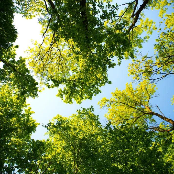 A tree with a raised canopy and thinned branches, allowing more sunlight to reach the ground in an Austin yard.