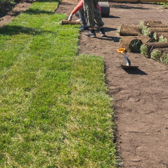 A freshly laid sod lawn in an Austin yard, creating a vibrant and inviting outdoor space.