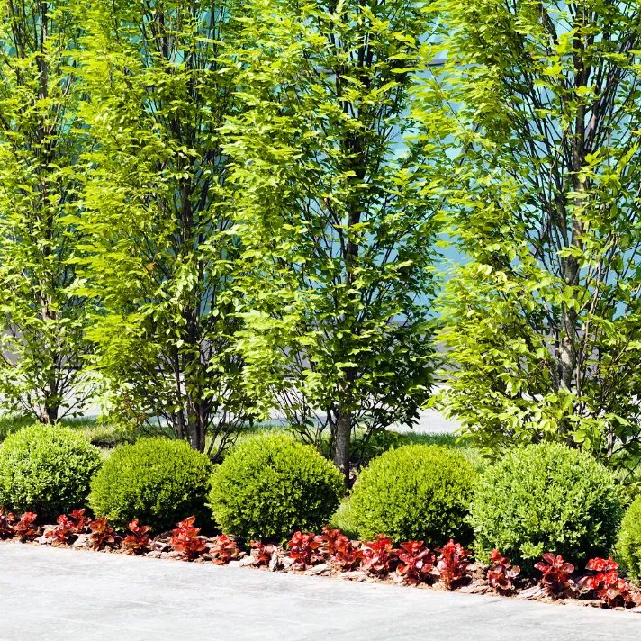 An arborist pruning a tree in an Austin HOA community, maintaining its health and beauty.