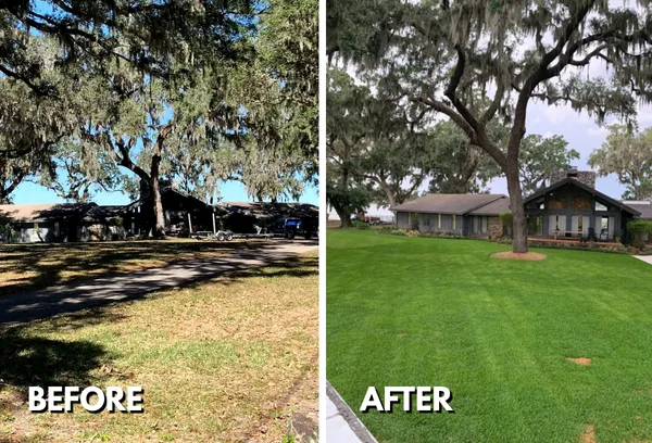 Side-by-side image showing lawn transformation with new sod replacing patchy grass under mature trees