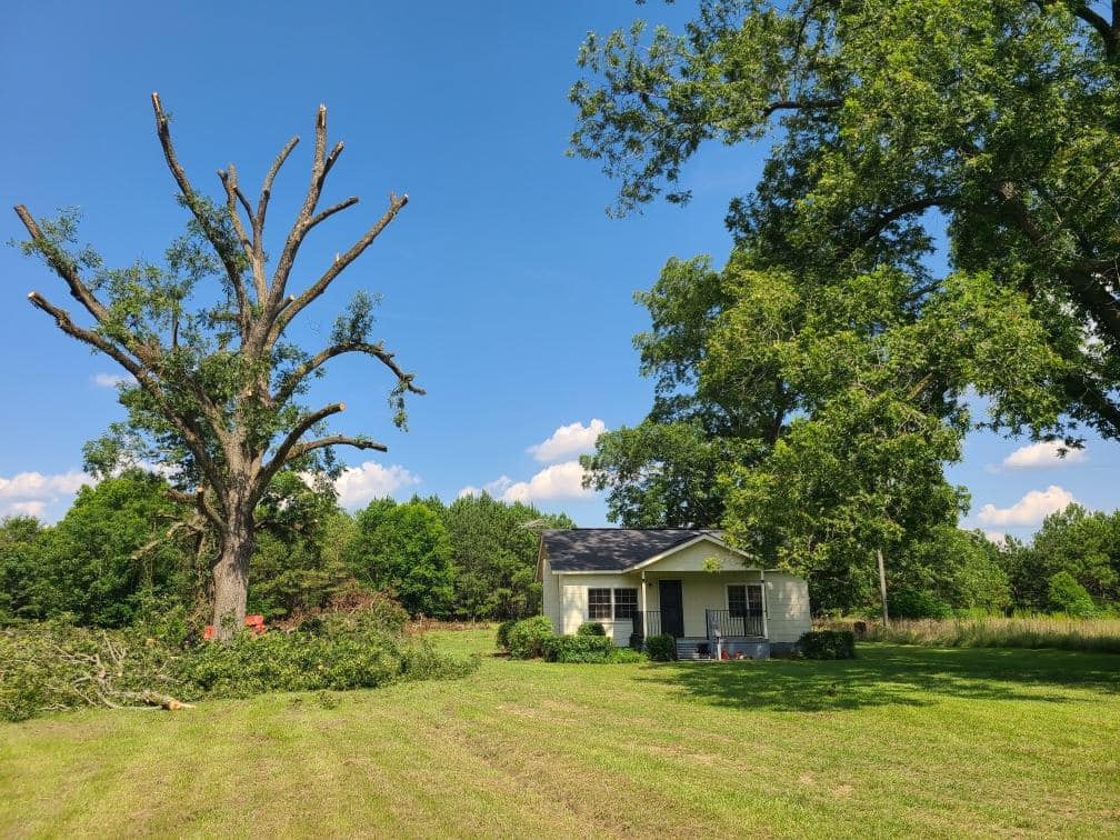 Stump Grinding Warner Robins