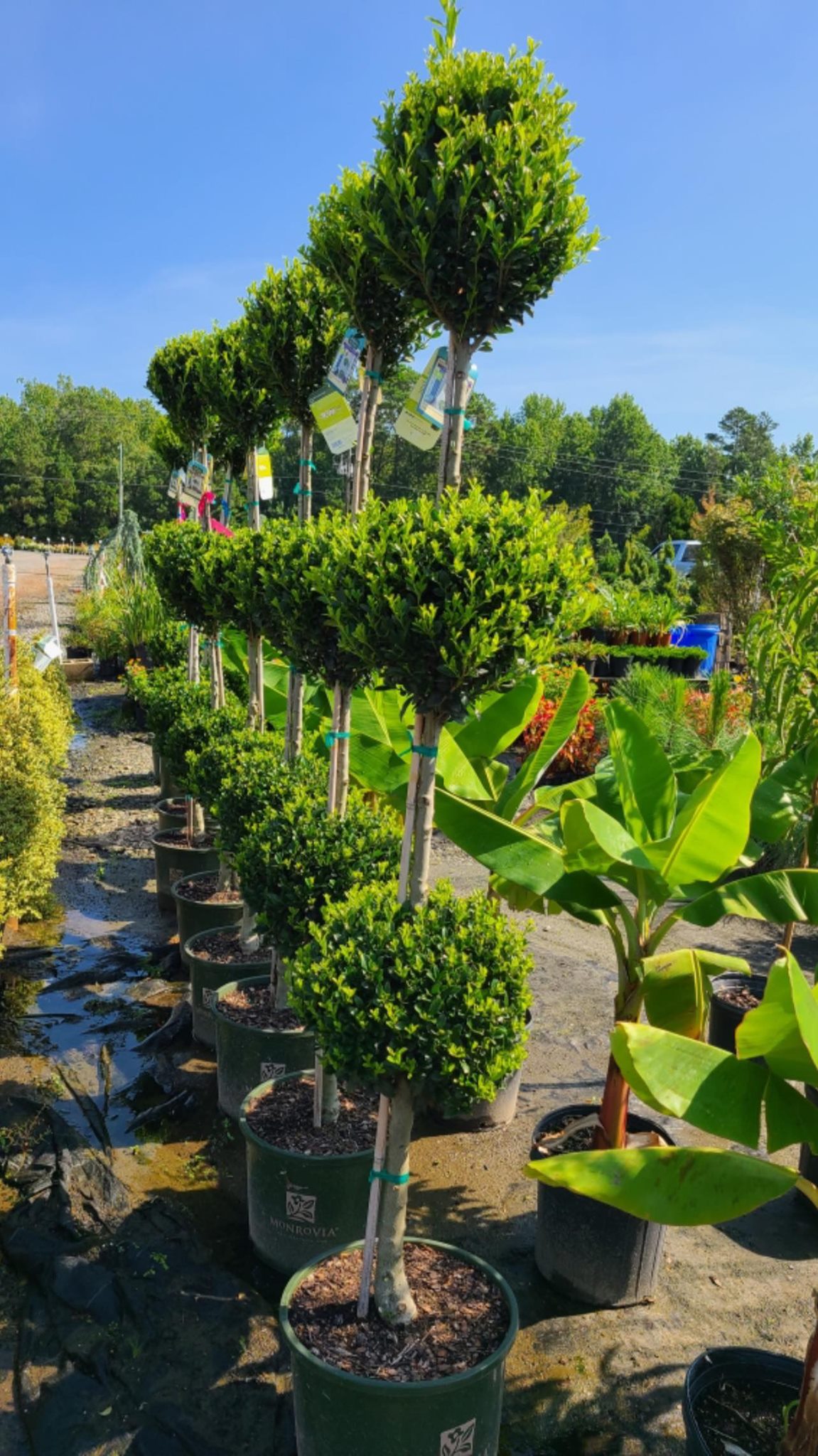 Tree Removal Warner Robins