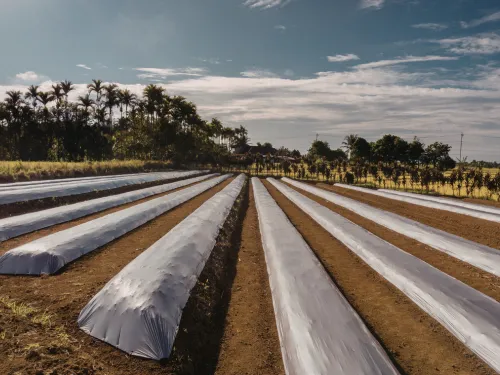 Fort Valley Mulching