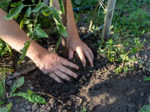 Fort Valley Tree Planting