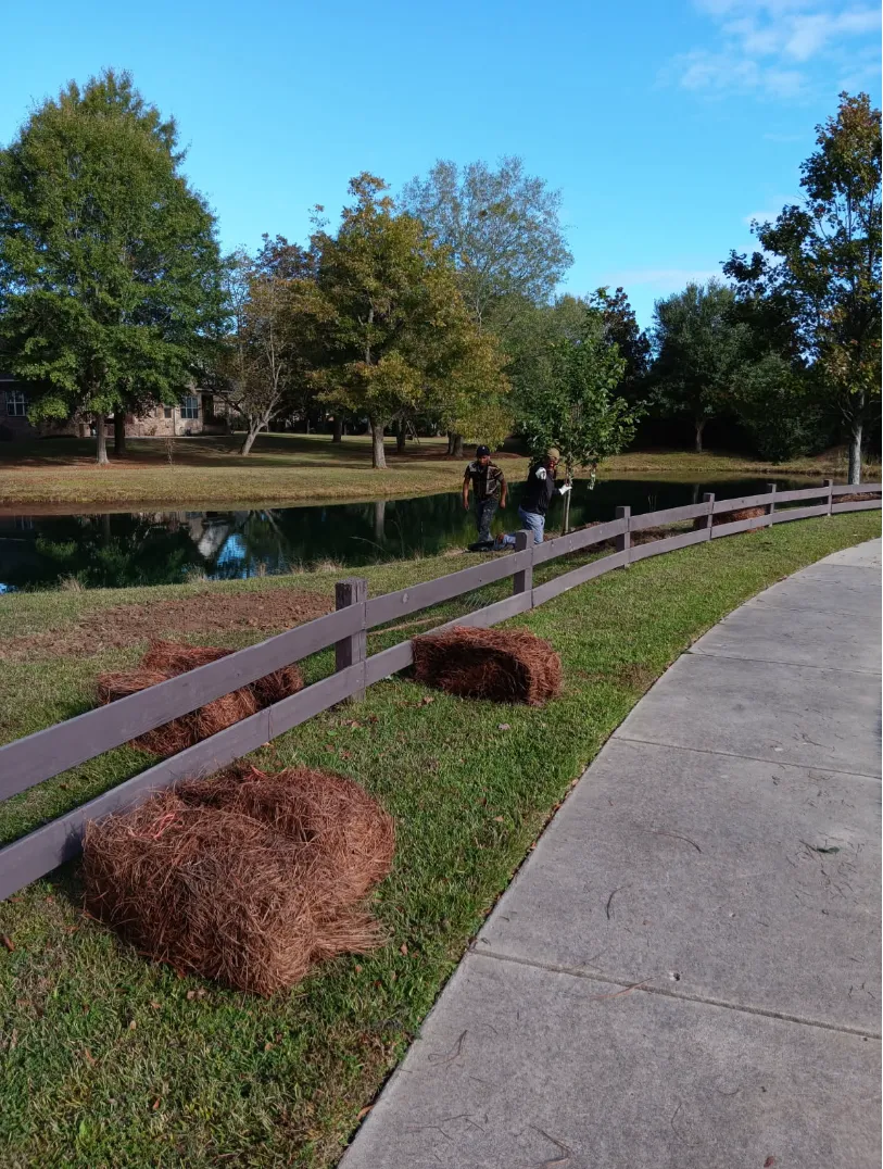 Tree Removal Warner Robins