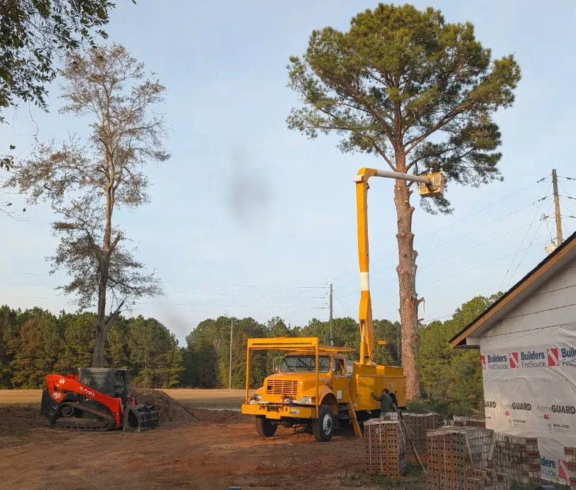 Tree Removal Warner Robins