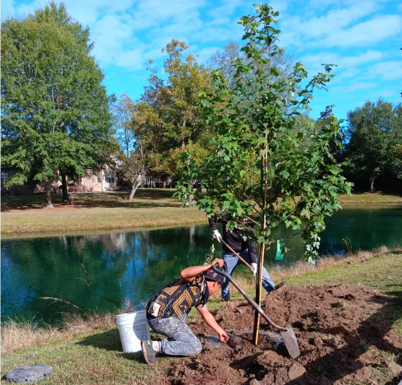 Tree Removal Warner Robins