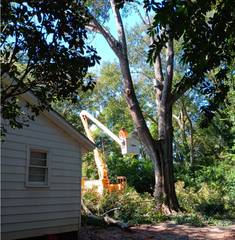 Tree Removal in Warner Robins