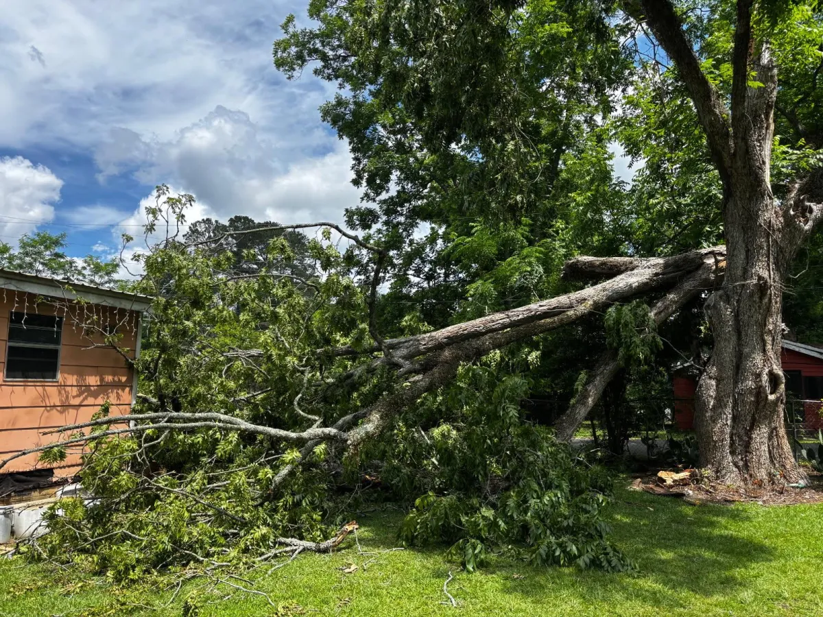 Debris Removal Warner Robins