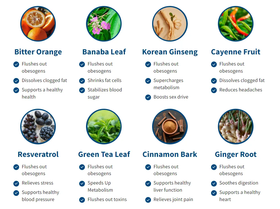 biolean ingredients