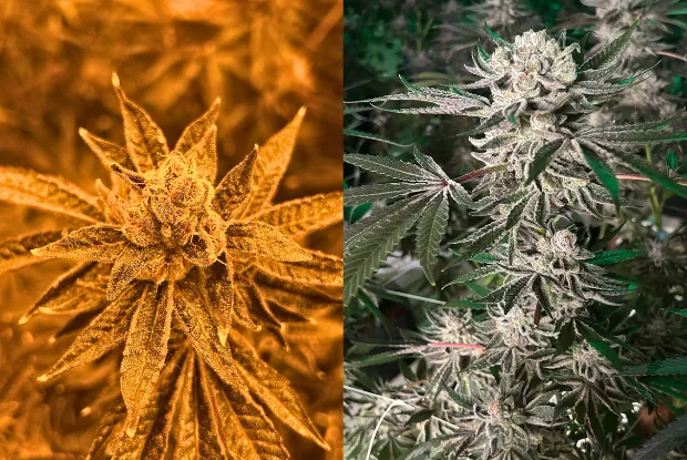 side by side of cannabis plants