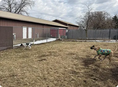Spacious indoor dog daycare play area