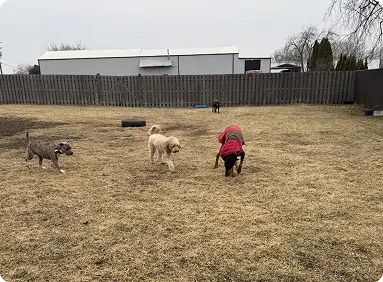 Outdoor play area at All Tails 'R' Waggin'
