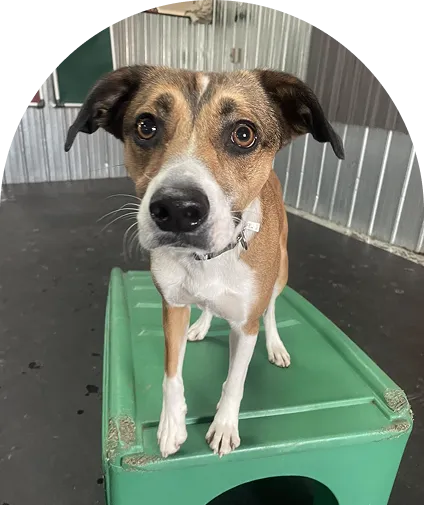 A brown and white Basenji dog 