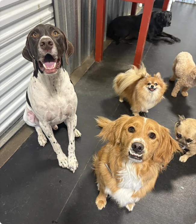 dog boarding