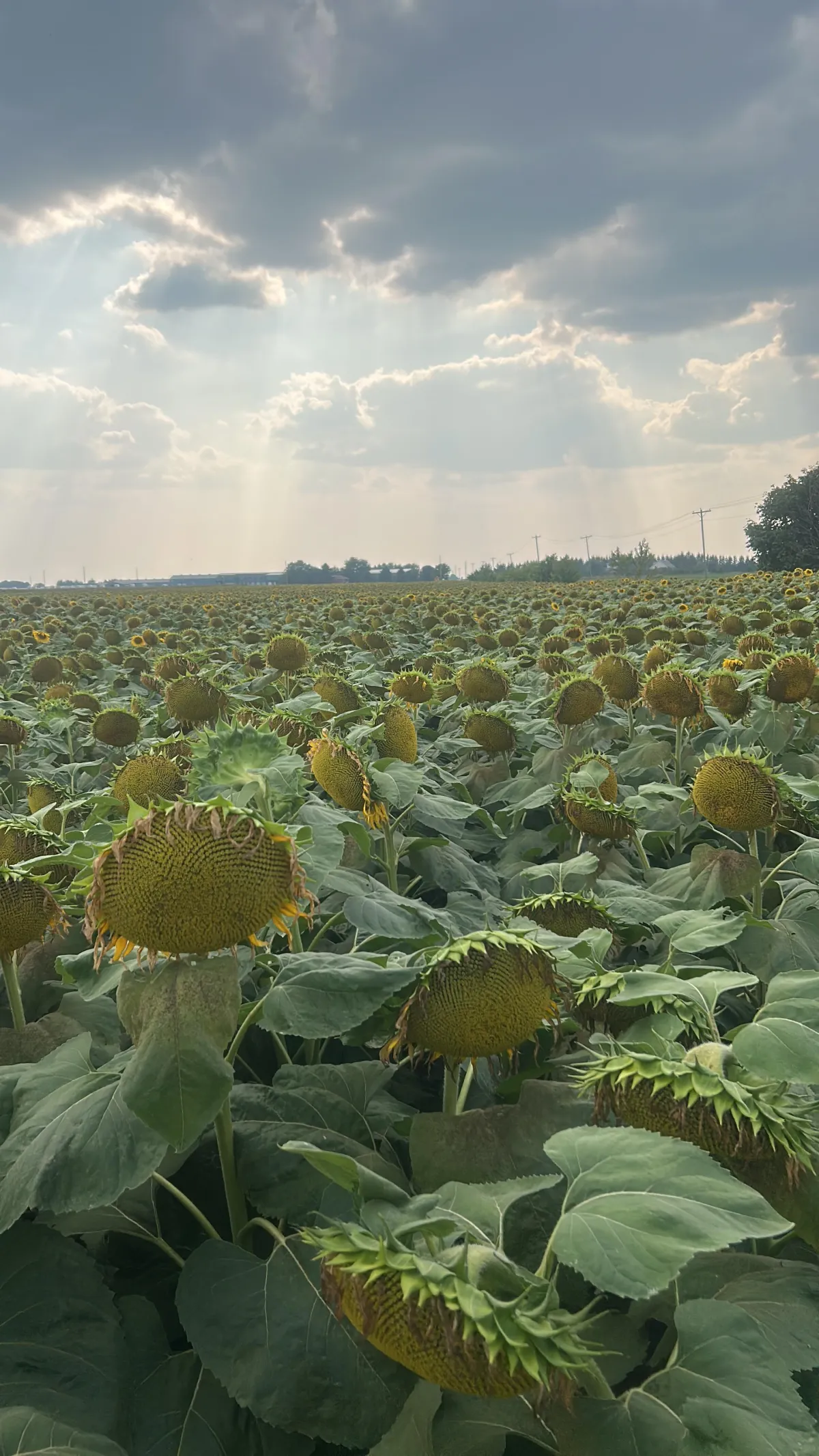 Modern stainless steel dairy processing equipment in a clean facility, with a technician monitoring fermentation tanks, natural light streaming in, and a focus on innovation and hygiene.