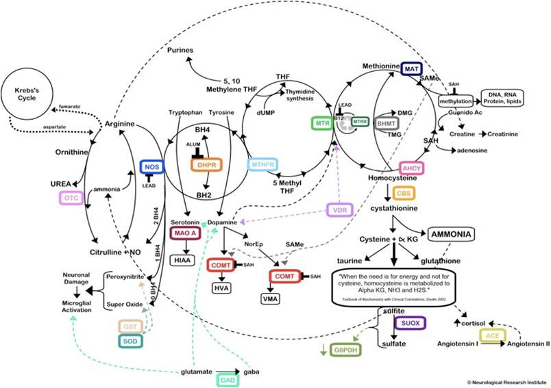 Detailed infographic showing layered methylation pathways with arrows between folate, B12, and SAMe nodes
