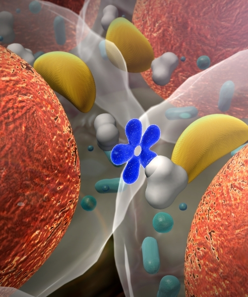 Chiropractic Tallahassee