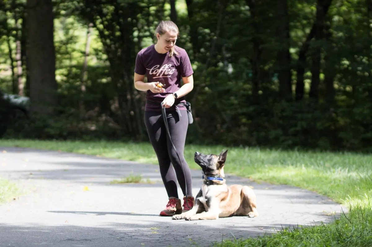 a dog on a leash