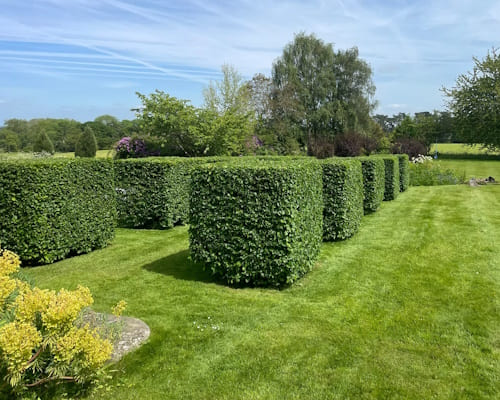 Welshampton Lawn Scarification