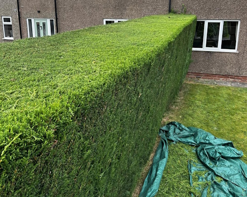 St Martin's Lawn Treatments
