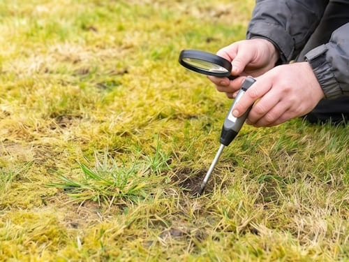 Lawn Disease Diagnosis in Ellesmere